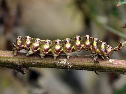 ハイイロセダカモクメの幼虫　（２）_b0130166_12495399.jpg