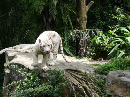 Singapore Zoo_a0002177_22532777.jpg