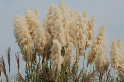 c0047589_15217.jpg