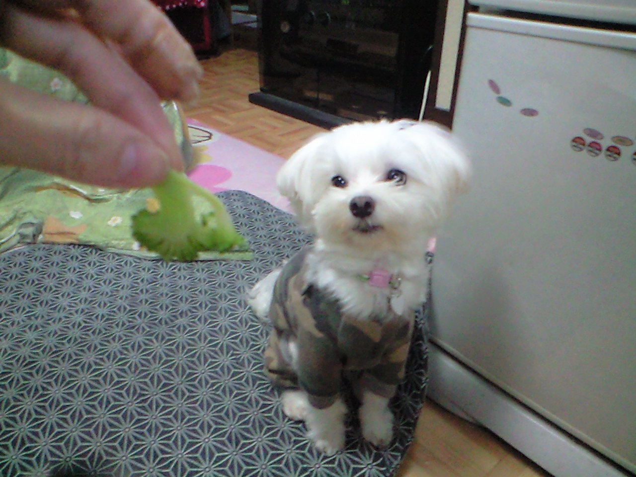 c0135690_814621.jpg