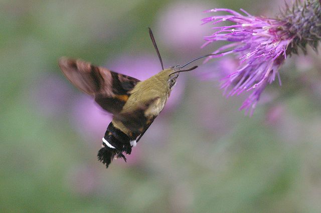 e0070891_1842795.jpg