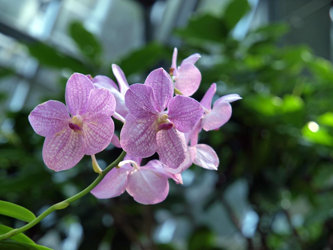 花の文化園ふたたび（四）_b0138101_22202147.jpg