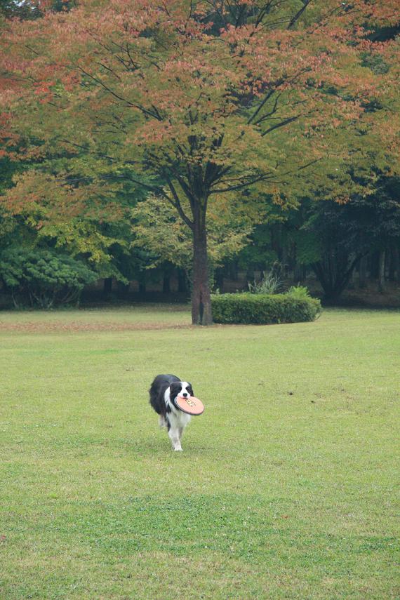 紅葉出張　遊ぶ_f0034602_21152186.jpg