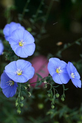 アマの花　　2008・10・26（日）_f0041606_19532521.jpg