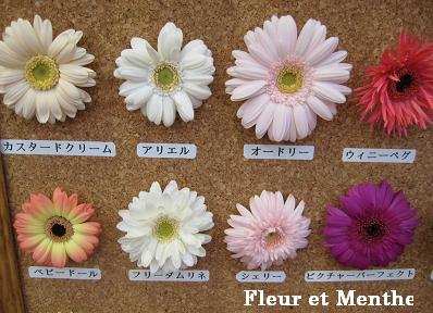 沢山の色 種類のガーベラ 自由が丘カフェレッスン フルール エ ミント Fleur Et Menthe 沢山の色 種類のガーベラ 自由が丘カフェレッスン フルール エ ミント Fleur Et Menthe