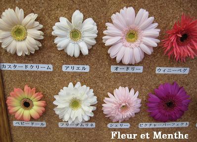 沢山の色 種類のガーベラ 自由が丘カフェレッスン フルール エ ミント Fleur Et Menthe