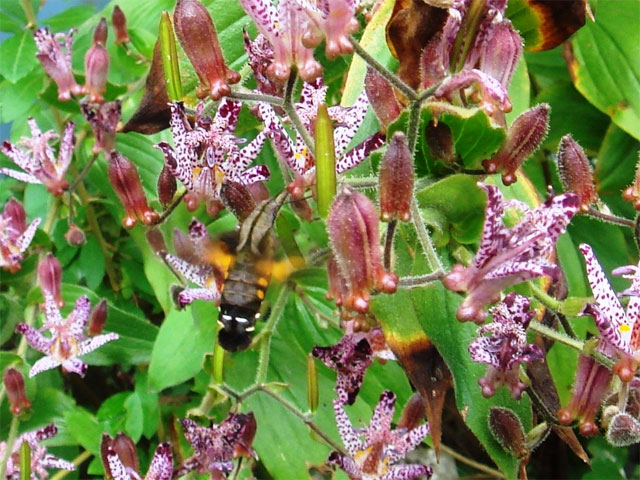 ホバーリングをしながら蜜を吸う昆虫_b0025008_14502061.jpg