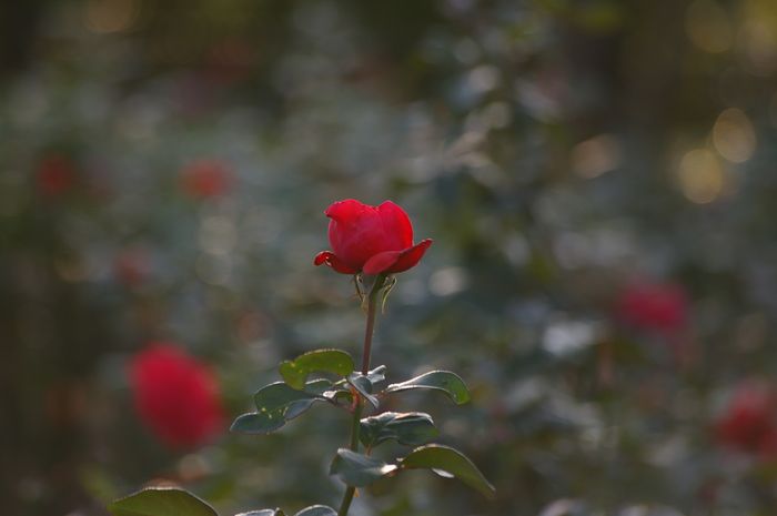 港の見える丘公園のバラ園を訪ねて　2_b0151409_2210296.jpg