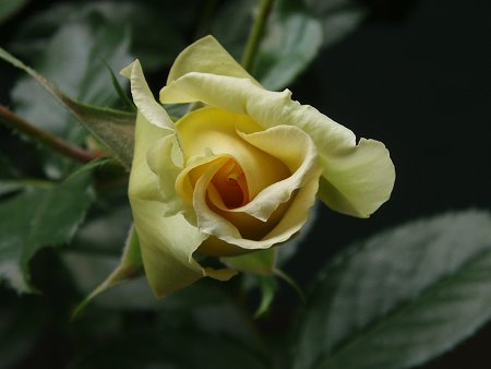 c0147909_933333.jpg