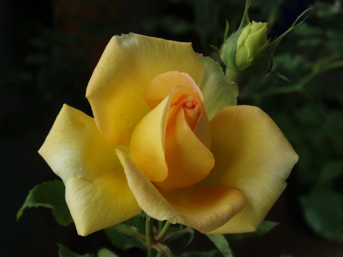 c0147909_934528.jpg