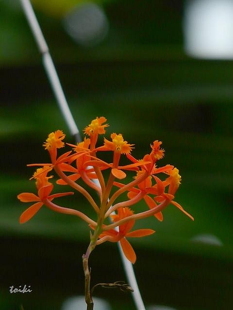 筑波実験植物園_c0152814_191223.jpg