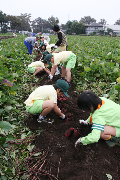 芋掘りもピーク：第３弾「麹町交通少年団」_d0130714_23241781.jpg