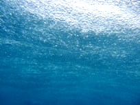 雨でも海の中はオモシロイ_a0043520_15142021.jpg