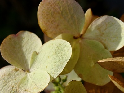 f0170524_1324132.jpg