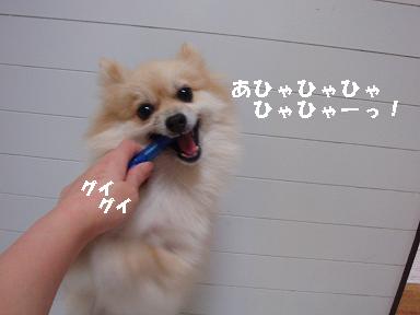 いたずら犬との戦い２！の巻　_c0179136_16144011.jpg