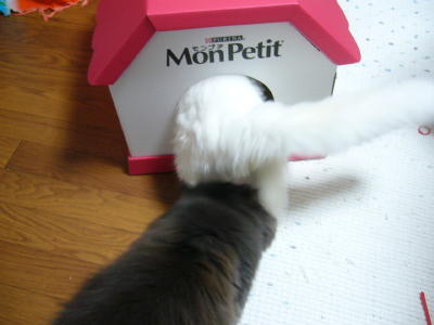 必ずもらえるプレゼント2008_d0152937_11351177.jpg