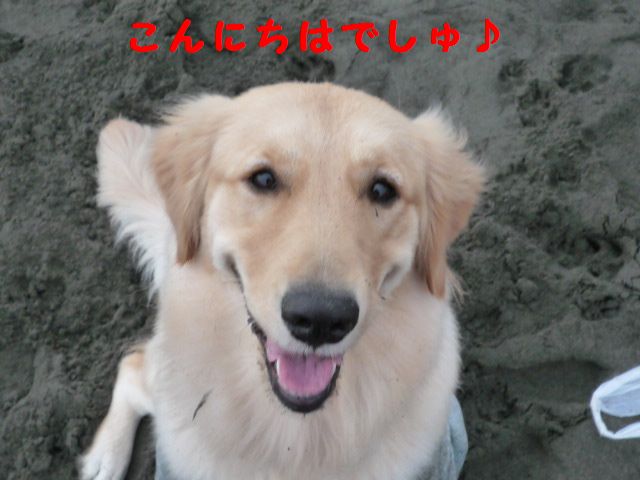 inu ！inu ！ワン！ワン！ワンがいっぱいでしゅ_a0108146_14592116.jpg