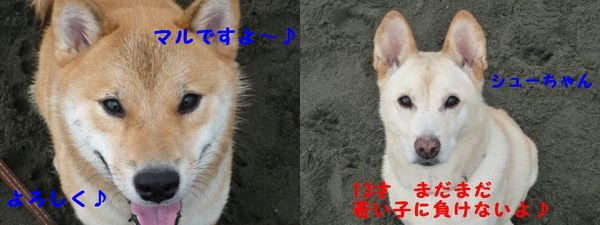 inu ！inu ！ワン！ワン！ワンがいっぱいでしゅ_a0108146_157045.jpg