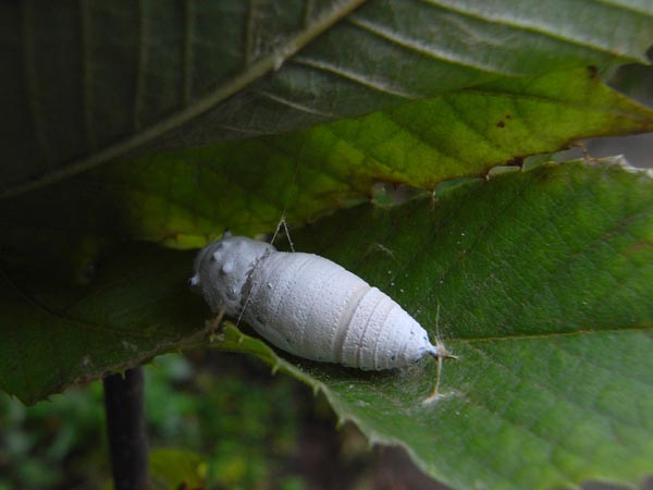 狭山丘陵のアサギマダラ（幼虫）など_c0045352_22163331.jpg