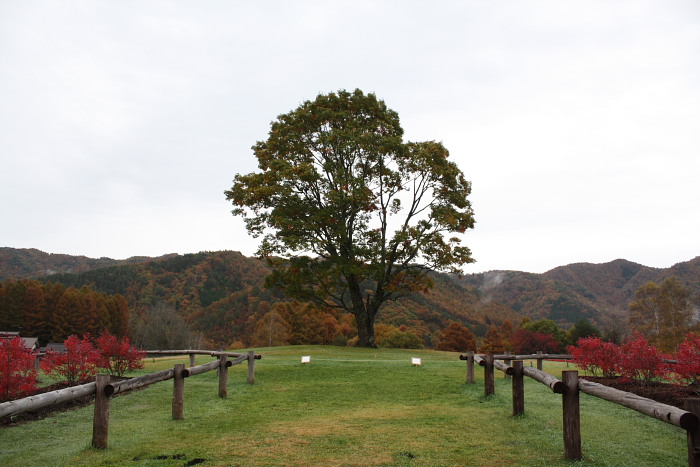 開田高原　～木曽馬の里　～_f0148762_1943062.jpg