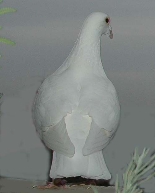 フロスト 後姿 08 10 26 White Pigeons 白い鳩たち フロスト 後姿 08 10 26 White Pigeons 白い鳩たち