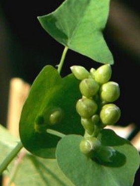 イシミカワ(石実皮、石見川、石膠)_c0085874_18272742.jpg