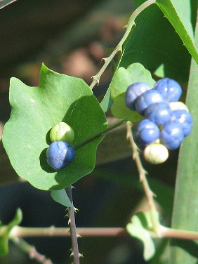 イシミカワ(石実皮、石見川、石膠)_c0085874_18275616.jpg