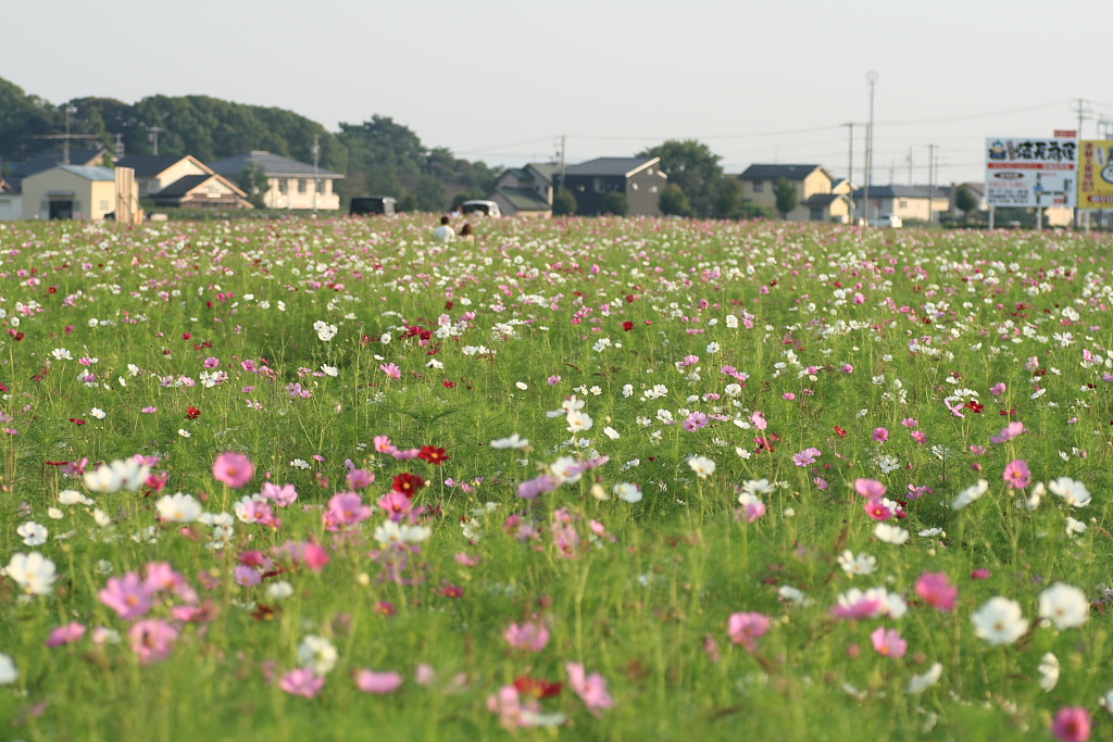 秋桜に飛び物_b0120679_2123662.jpg