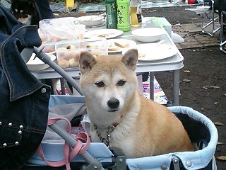 柴犬オフ会in木場_c0123890_1936088.jpg