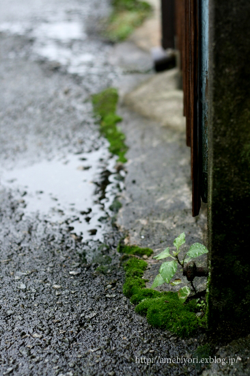 路地の雨_e0030599_13473279.jpg