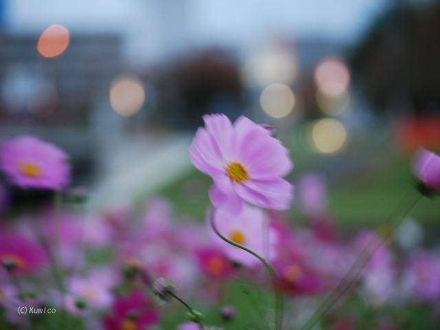 ちいさなお花の物語_c0090703_2361495.jpg