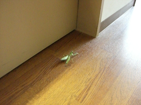 はじめてのお客様_b0049307_110493.jpg