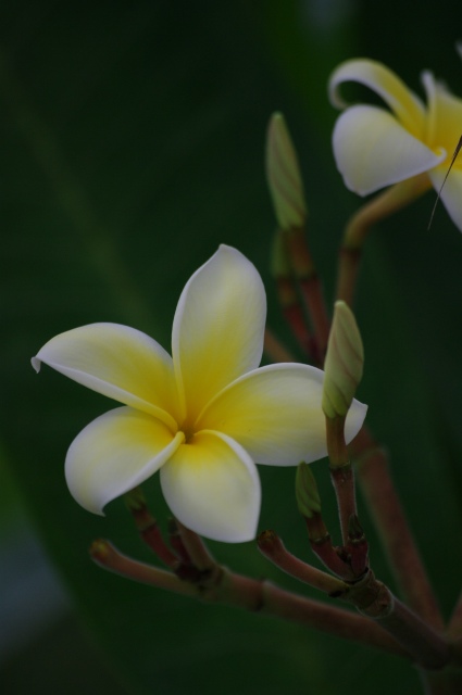 半田山植物園_e0074308_21225558.jpg