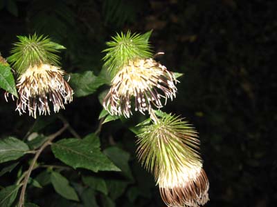 e0110940_082435.jpg