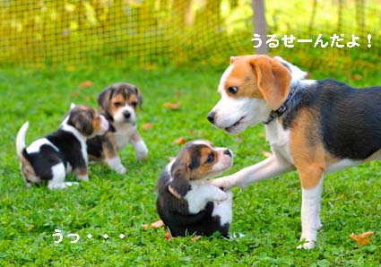 白豆日記_a0070350_21252817.jpg