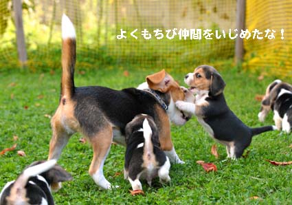 白豆日記_a0070350_21262779.jpg