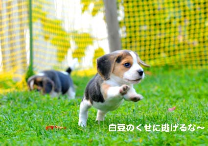 白豆日記_a0070350_21273850.jpg