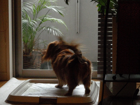 c0121550_11553655.jpg