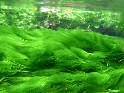 c0153951_1691854.jpg