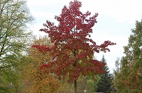 e0134052_454453.jpg