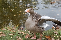 e0134052_4584048.jpg