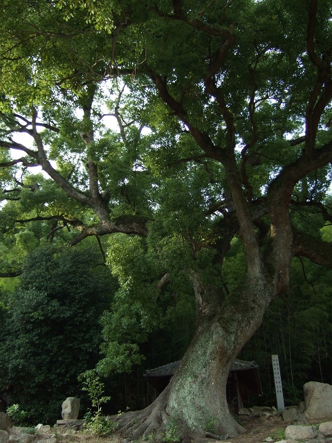 海田観音免クスノキと畝観音免古墳_b0095061_6564666.jpg