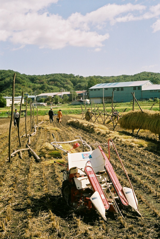 金色の野に..._c0084666_2214678.jpg