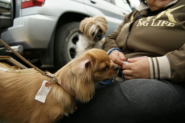 フリマの犬たち 9_c0109780_871339.jpg