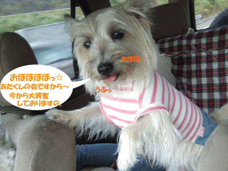 e0066883_20354164.gif
