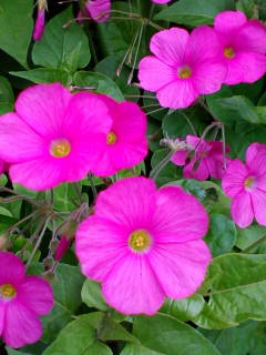f0035506_14373.jpg