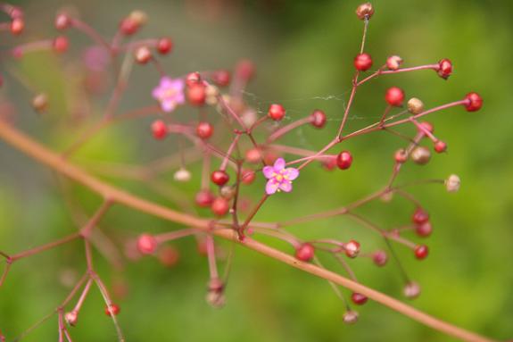 様々な花達～～_c0083210_9413511.jpg