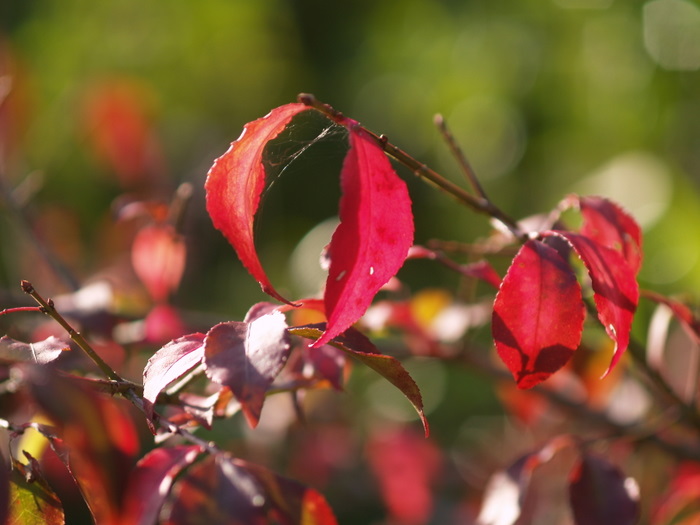 錦木（ニシキギ）の紅葉_c0116915_19305168.jpg