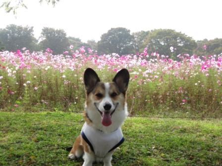 またまた コスモス… ~小金井公園_f0155118_7331739.jpg