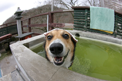 愛犬の　毛並みスルリと　湯の香り_b0031538_2310437.jpg